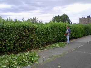 Hedge Trim 3